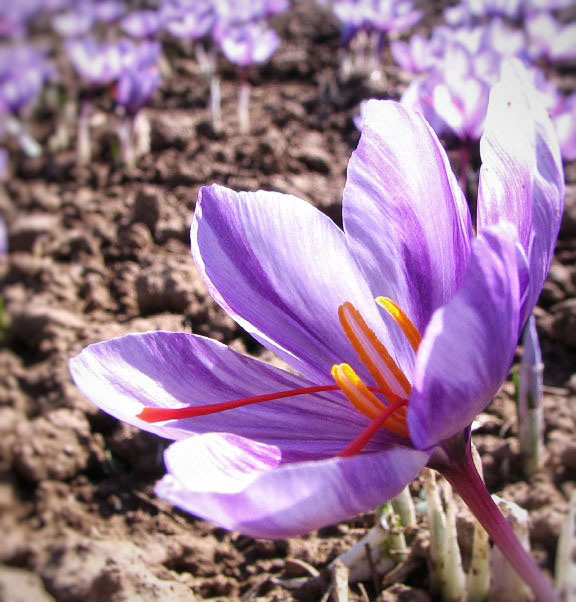 Facts & Myths about Saffron